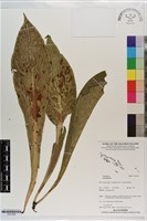 登錄號:P021580藏品圖，第1張