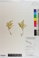 登錄號:P021582藏品圖，第1張