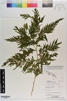 登錄號:P021583藏品圖，第1張