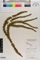 登錄號:P021585藏品圖，第1張
