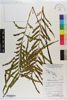 達邊蕨藏品圖，第1張