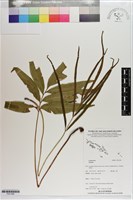 登錄號:P021589藏品圖，第1張