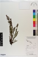 登錄號:P021592藏品圖，第1張