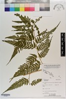 登錄號:P021593藏品圖，第1張