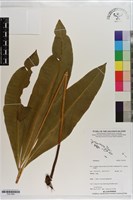 登錄號:P021595藏品圖，第1張