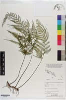 登錄號:P021596藏品圖，第1張