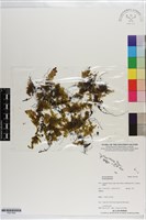 登錄號:P021599藏品圖，第1張