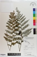 登錄號:P021601藏品圖，第1張