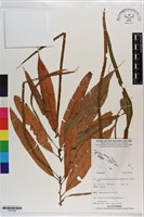 登錄號:P021606藏品圖，第1張