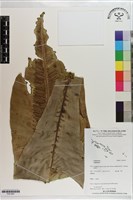 登錄號:P021607藏品圖，第1張