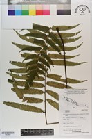 登錄號:P021608藏品圖，第1張