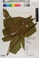 登錄號:P021610藏品圖，第1張