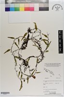 登錄號:P021611藏品圖，第1張