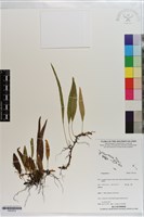 登錄號:P021612藏品圖，第1張