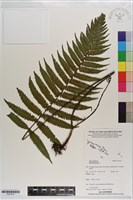 登錄號:P021613藏品圖，第1張