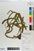 登錄號:P021614藏品圖，第1張