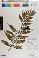 登錄號:P021615藏品圖，第1張