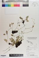 登錄號:P021616藏品圖，第1張