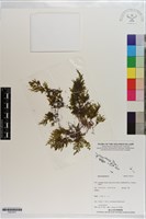 登錄號:P021617藏品圖，第1張
