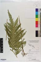 登錄號:P021619藏品圖，第1張