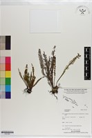 登錄號:P021624藏品圖，第1張