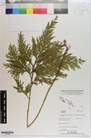 登錄號:P021625藏品圖，第1張