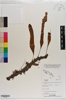登錄號:P021626藏品圖，第1張