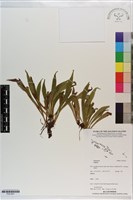 登錄號:P021627藏品圖，第1張