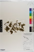 登錄號:P021628藏品圖，第1張