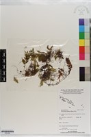 毛葉蕨藏品圖，第1張