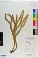 登錄號:P021630藏品圖，第1張