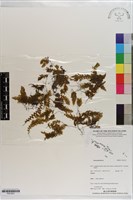 登錄號:P021631藏品圖，第1張