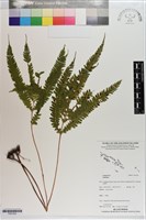 登錄號:P021632藏品圖，第1張