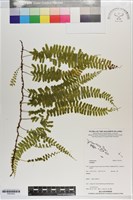 登錄號:P021633藏品圖，第1張