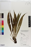 登錄號:P021634藏品圖，第1張