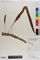 登錄號:P021636藏品圖，第1張