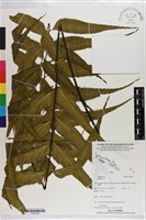 登錄號:P021637藏品圖，第1張