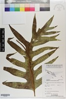 海岸擬茀蕨藏品圖，第1張