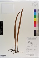 登錄號:P021640藏品圖，第1張