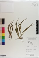登錄號:P021644藏品圖，第1張