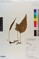 登錄號:P021645藏品圖，第1張