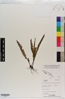 登錄號:P021649藏品圖，第1張