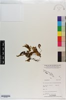 登錄號:P021650藏品圖，第1張