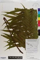 登錄號:P021653藏品圖，第1張