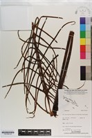 登錄號:P021656藏品圖，第2張