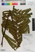 登錄號:P021657藏品圖，第1張