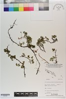 登錄號:P021659藏品圖，第1張