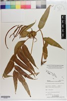 登錄號:P021660藏品圖，第1張