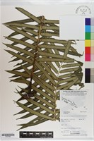 登錄號:P021662藏品圖，第1張
