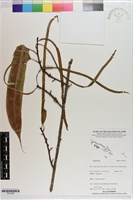 登錄號:P021663藏品圖，第1張